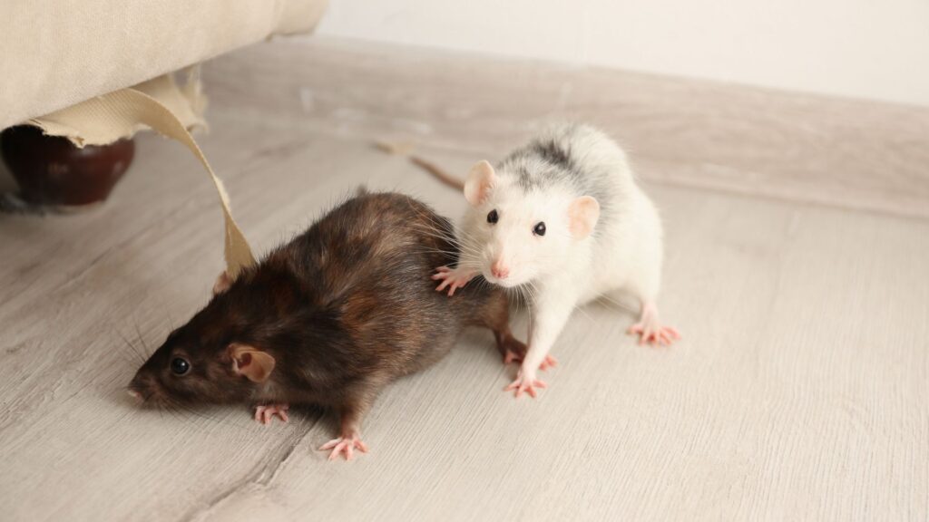 Schädlingsbekämpfung in Köln - Kammerjäger in Köln - Schädlinge bekämpfen - Wespen - Ameisen - Ratten - Mäuse - Motten - Silberfische - Tauben - Marder - Fliegen