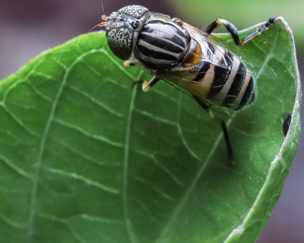 Fliegenbekämpfung Köln - Kammerjäger in Köln - Schädlingsbekämpfung - Wespen - Ameisen - Ratten - Mäuse - Motten - Fliegen - Silberfische - Tauben - Marder
