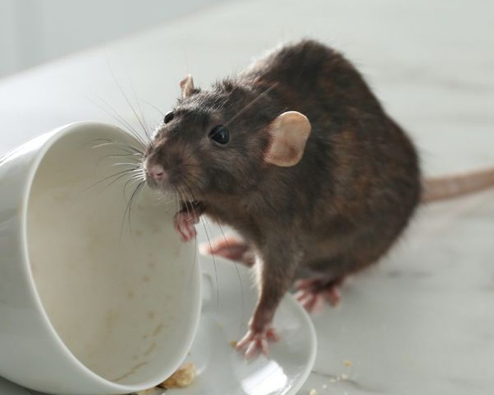 Kammerjäger in Köln - Schädlingsbekämpfung - Wespen - Ameisen - Ratten - Mäuse - Motten - Fliegen - Silberfische - Tauben - Marder