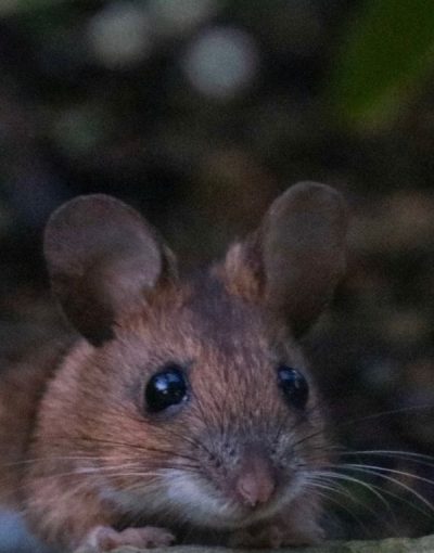 Mäusebekämpfung Köln - Kammerjäger in Köln - Schädlingsbekämpfung - Wespen - Ameisen - Ratten - Mäuse - Motten - Fliegen - Silberfische - Tauben - Marder