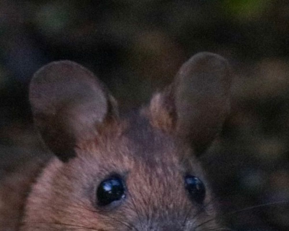 Mäusebekämpfung Köln - Kammerjäger in Köln - Schädlingsbekämpfung - Wespen - Ameisen - Ratten - Mäuse - Motten - Fliegen - Silberfische - Tauben - Marder