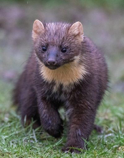Mardervergrämung Köln - Kammerjäger in Köln - Schädlingsbekämpfung - Wespen - Ameisen - Ratten - Mäuse - Motten - Fliegen - Silberfische - Tauben - Marder