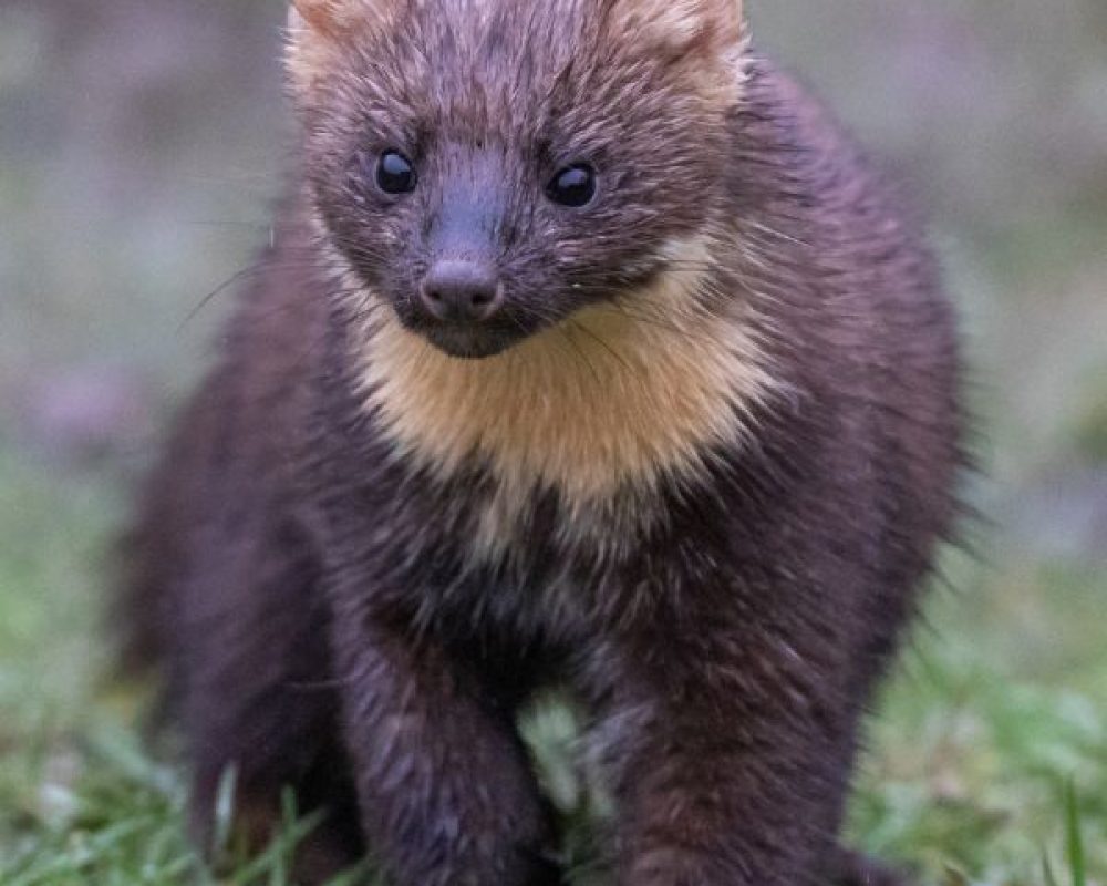 Mardervergrämung Köln - Kammerjäger in Köln - Schädlingsbekämpfung - Wespen - Ameisen - Ratten - Mäuse - Motten - Fliegen - Silberfische - Tauben - Marder
