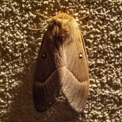 Mottenbekämpfung Köln - Kammerjäger in Köln - Schädlingsbekämpfung - Wespen - Ameisen - Ratten - Mäuse - Motten - Fliegen - Silberfische - Tauben - Marder