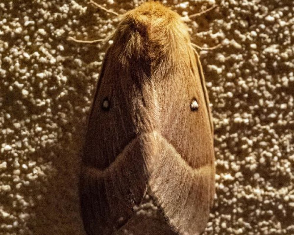 Mottenbekämpfung Köln - Kammerjäger in Köln - Schädlingsbekämpfung - Wespen - Ameisen - Ratten - Mäuse - Motten - Fliegen - Silberfische - Tauben - Marder