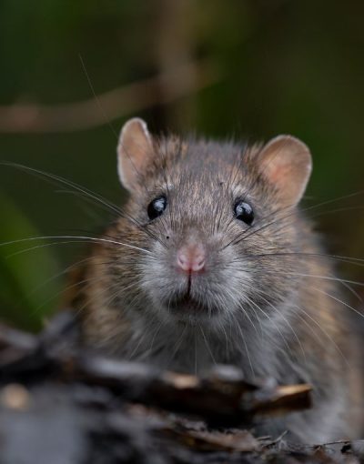 Rattenbekämpfung Köln - Kammerjäger in Köln - Schädlingsbekämpfung - Wespen - Ameisen - Ratten - Mäuse - Motten - Fliegen - Silberfische - Tauben - Marder