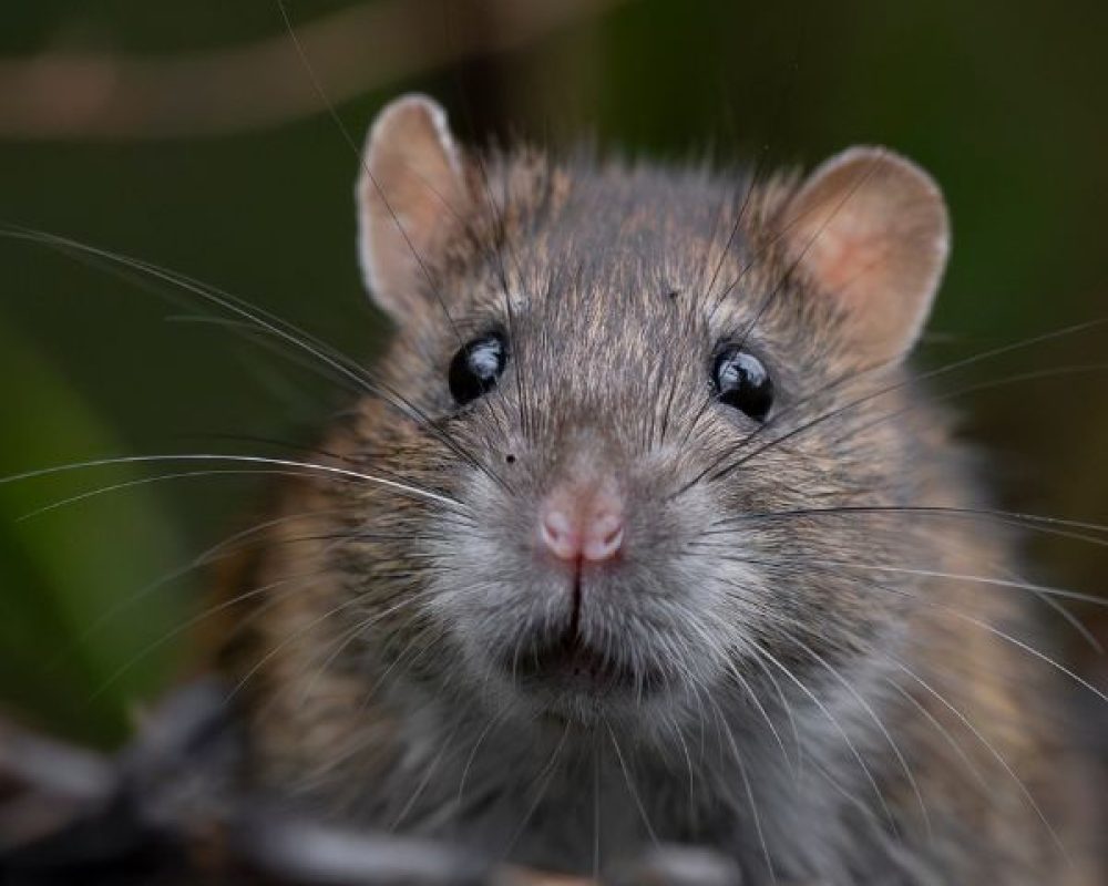 Rattenbekämpfung Köln - Kammerjäger in Köln - Schädlingsbekämpfung - Wespen - Ameisen - Ratten - Mäuse - Motten - Fliegen - Silberfische - Tauben - Marder