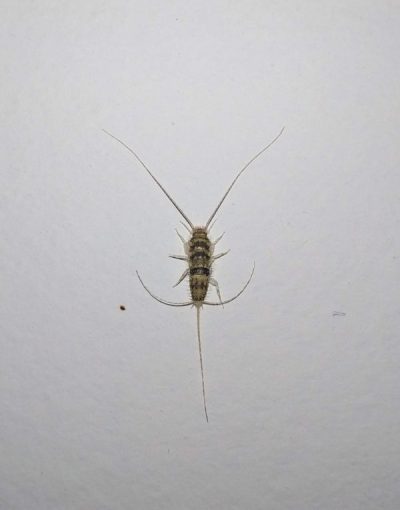Silberfischbekämpfung Köln - Kammerjäger in Köln - Schädlingsbekämpfung - Wespen - Ameisen - Ratten - Mäuse - Motten - Fliegen - Silberfische - Tauben - Marder (1)