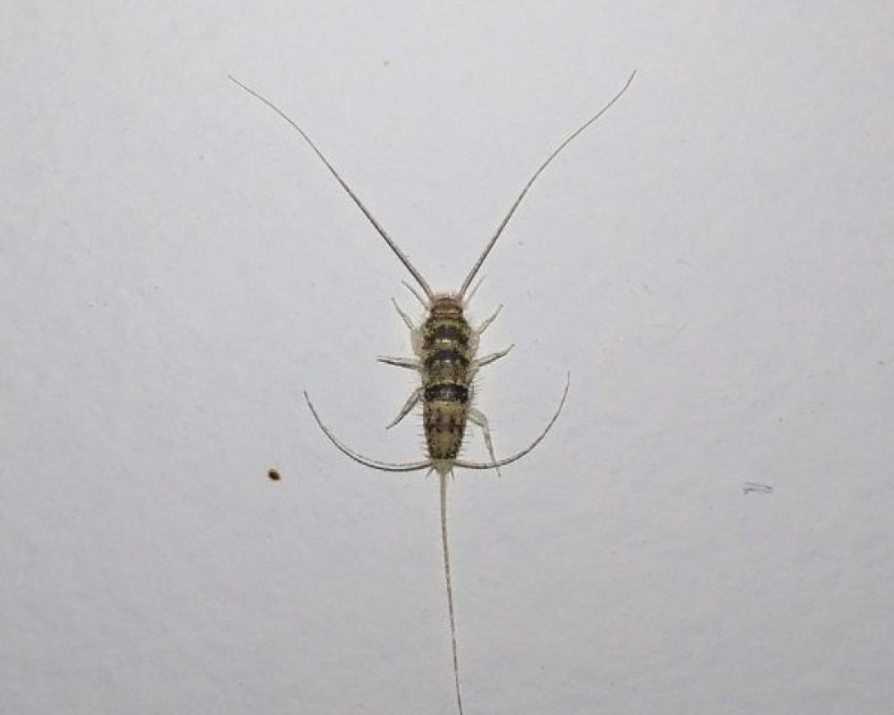 Silberfischbekämpfung Köln - Kammerjäger in Köln - Schädlingsbekämpfung - Wespen - Ameisen - Ratten - Mäuse - Motten - Fliegen - Silberfische - Tauben - Marder (1)