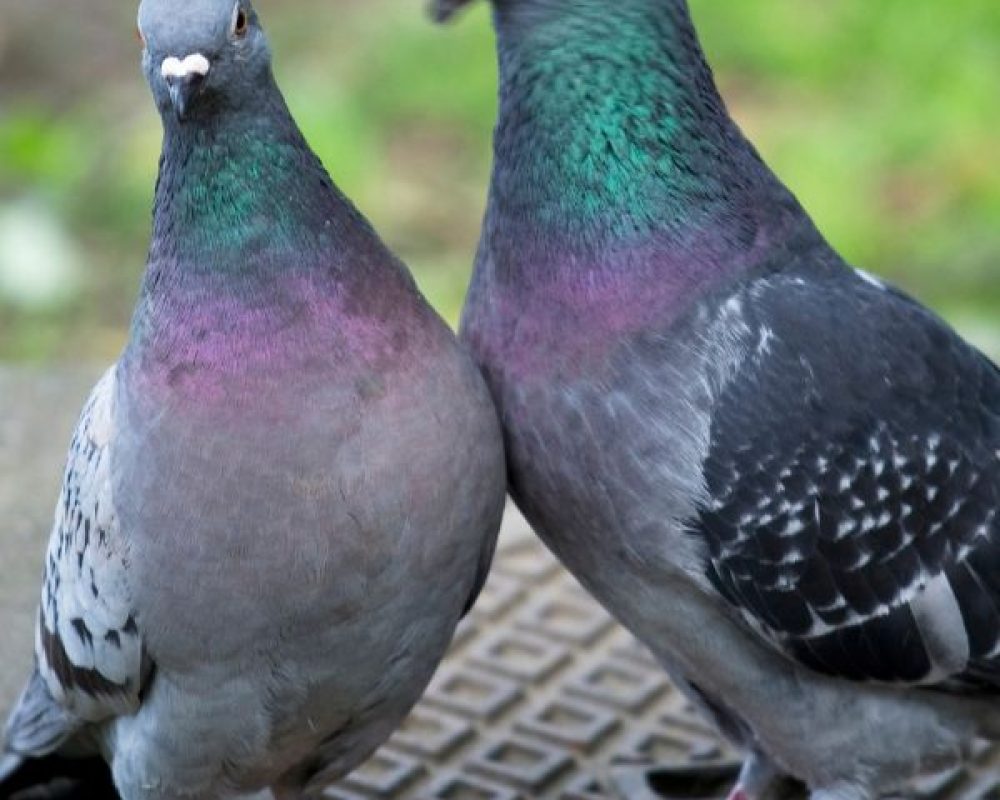 Taubenabwehr Köln - Kammerjäger in Köln - Schädlingsbekämpfung - Wespen - Ameisen - Ratten - Mäuse - Motten - Fliegen - Silberfische - Tauben - Marder