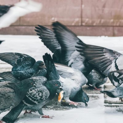 Taubenabwehr Köln - Kammerjäger in Köln - Schädlingsbekämpfung - Wespen - Ameisen - Ratten - Mäuse - Motten - Fliegen - Silberfische - Tauben - Marder